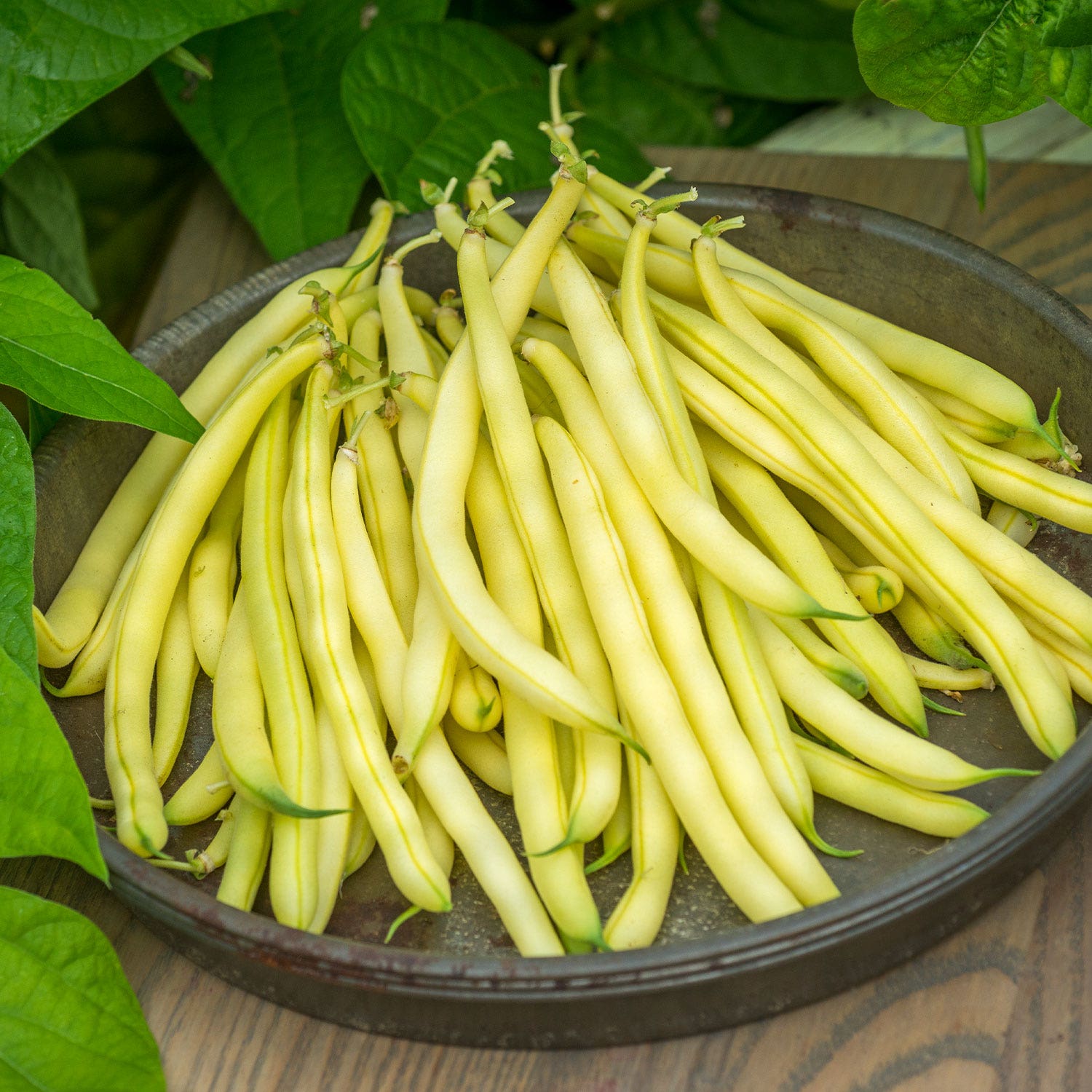 Gold Mine Bush Bean Seeds