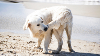 White dog biting his tail on the beach