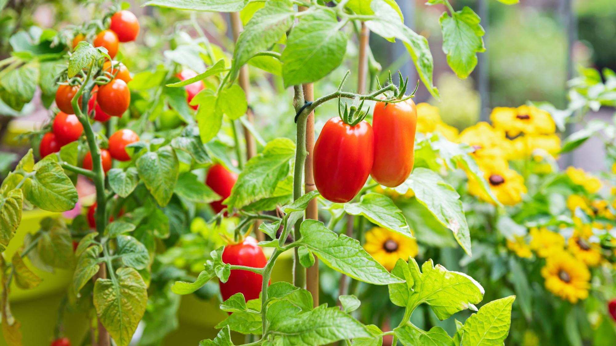 Ripe tomatoes in garden