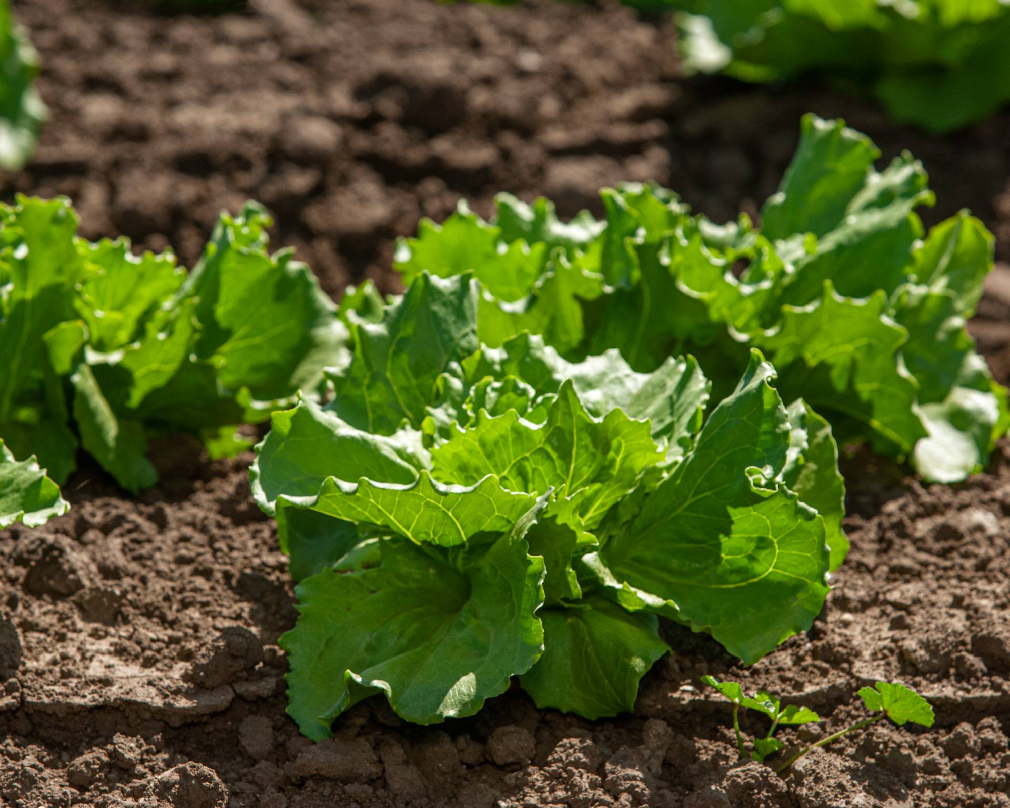 Jericho romaine lettuce in field