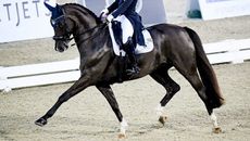 susanduttanations-cup-736x920-1.jpg