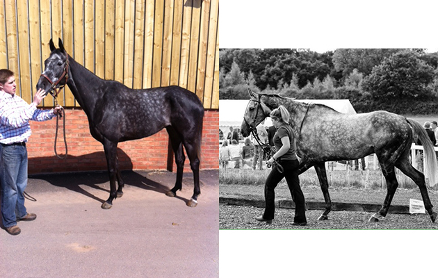 &ldquo;This is our racehorse, Mister Grez. He is a fantastic horse with a huge character and one of the yard favourites up at Dan Skelton&rsquo;s yard where he&rsquo;s in training. He&rsquo;s just come back from injury but his last season saw him have 12 starts with five wins and five places. He&rsquo;s a little grey superstar who absolutely loves racing! Here he is when we first brought him over from France around 2012 and again more recently&rdquo; &mdash; Kirsty Payne
