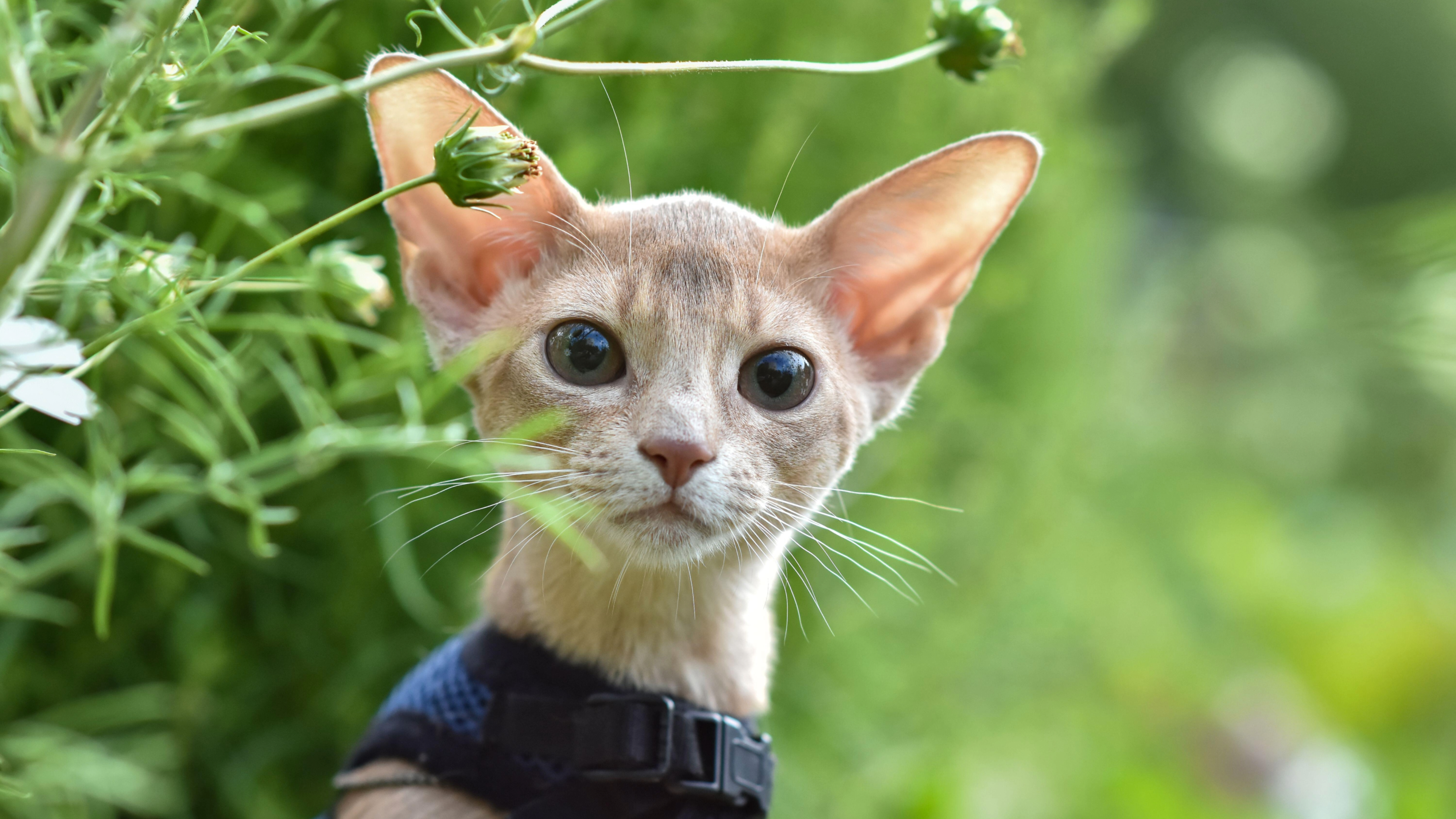 Abyssinian cat