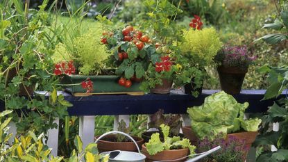 A collection of plants in pots on shelves including tomatoes and herbs with a watering can in the foreground