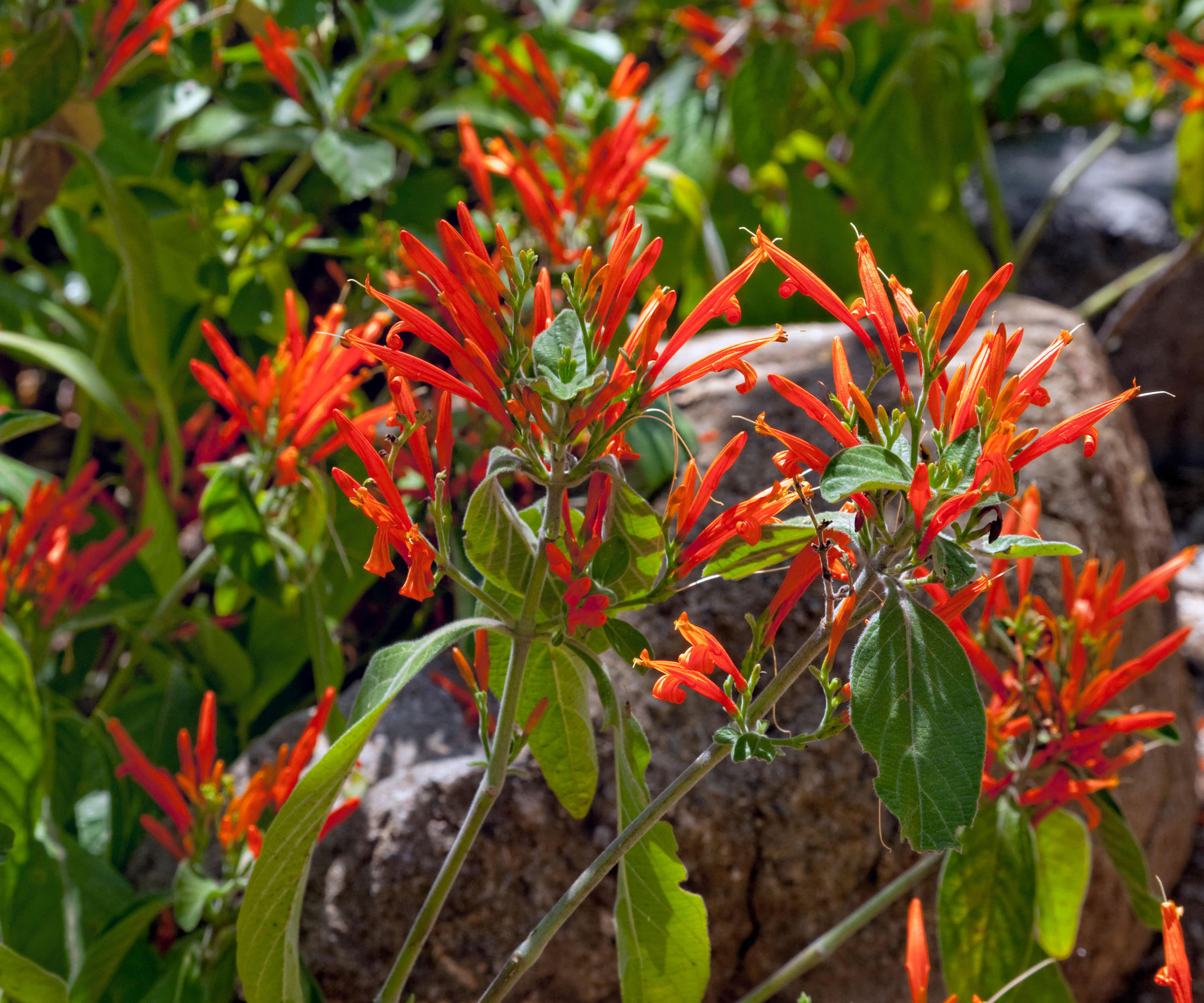orange Mexican honeysuckle (Justicia spicigera) flowers