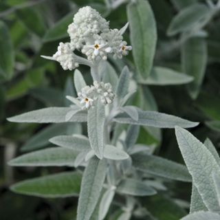 Silver foliage plants ideal for moon garden planting schemes