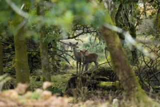 Roe deer in a Scottish forest