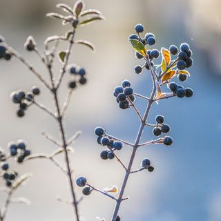 Frosty blueberries on a bush