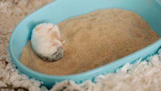 Hamster rolling in sand bath