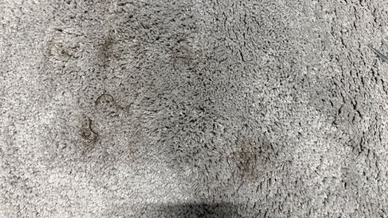 a photo of a carpet before cleaning hair