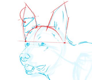 How to draw a dog: ears