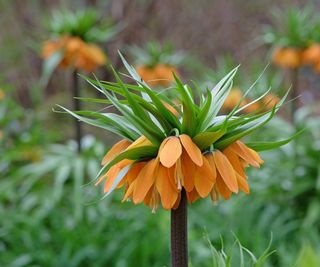 Orange crown imperial fritillary in bloom