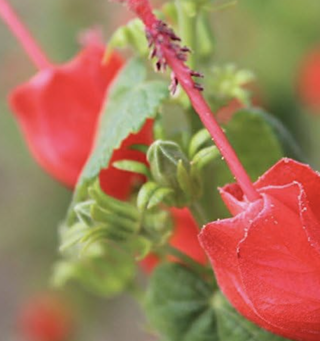 flowering red turk's cap plant