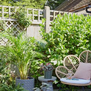 garden with plants in pots and chair with cushions