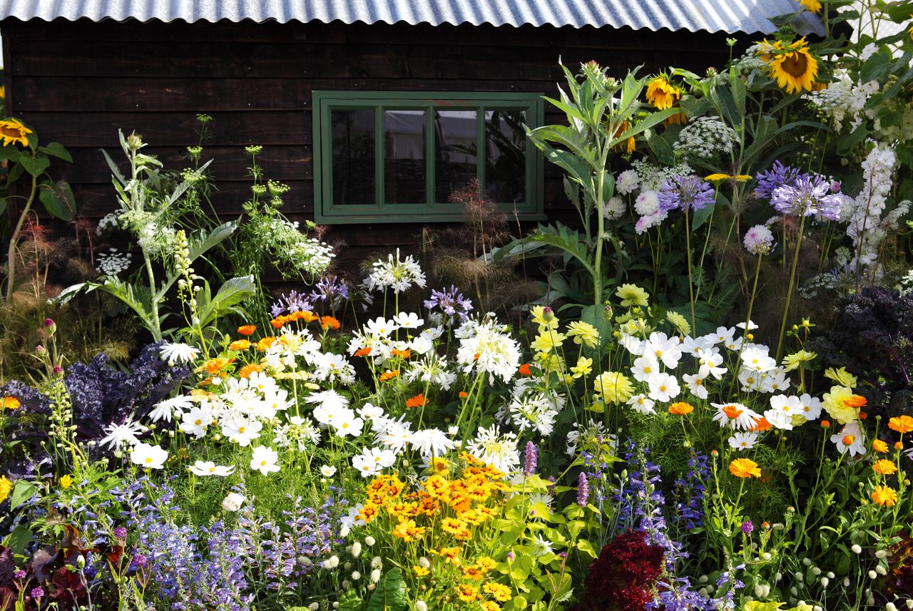 Cottage garden plants