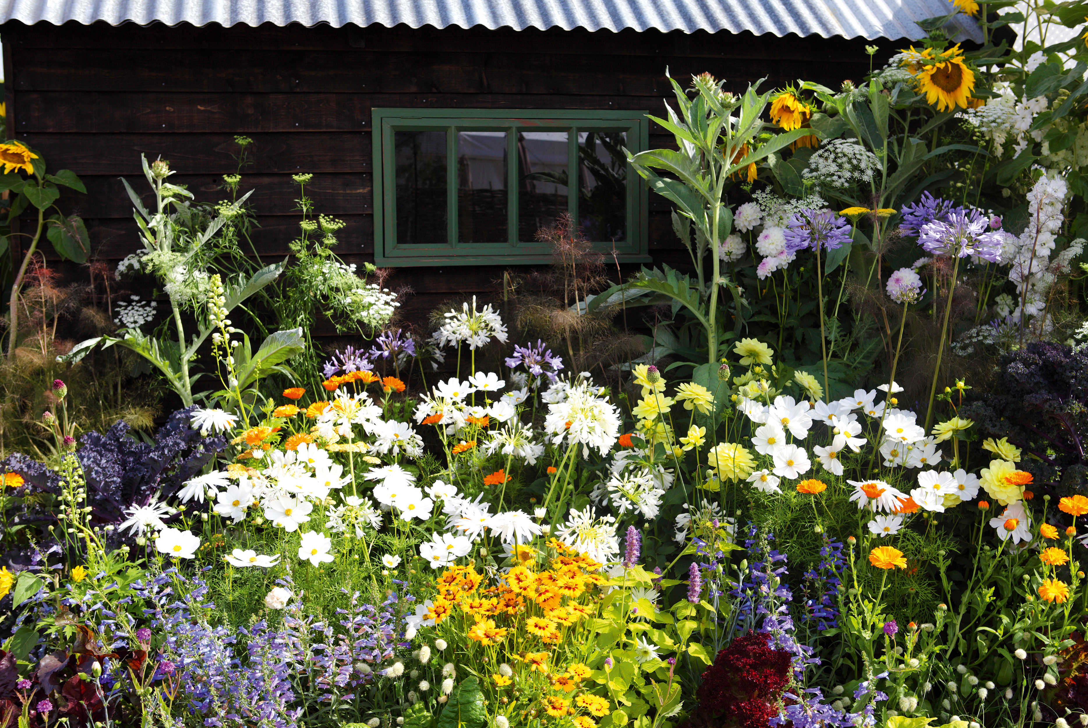 Cottage garden plants – 14 floral must-haves in your cottage