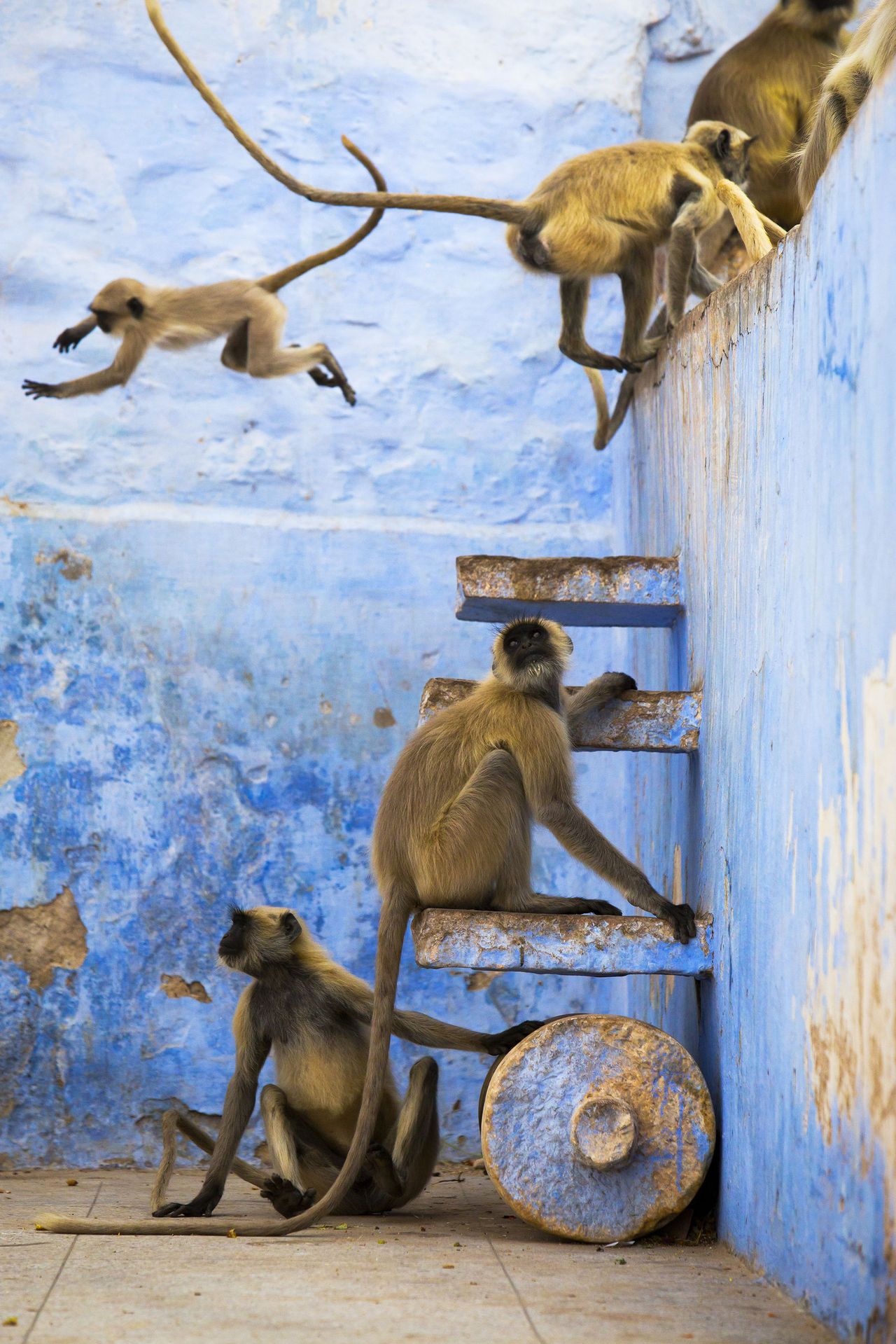 Image Copyright: BBC NHU/Fredi Devas
