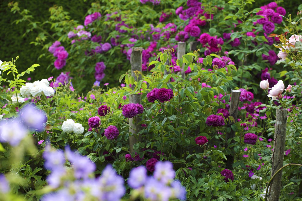 roses in a garden