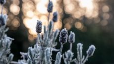 Close-up of dead lavender plant covered with frost in the garden
