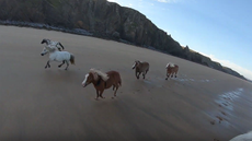 Minis-go-wild-seaside.png