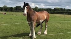 Hovis