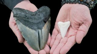 A pair of hands holding a very large megalodon tooth in one, and a small white great white shark tooth in the other
