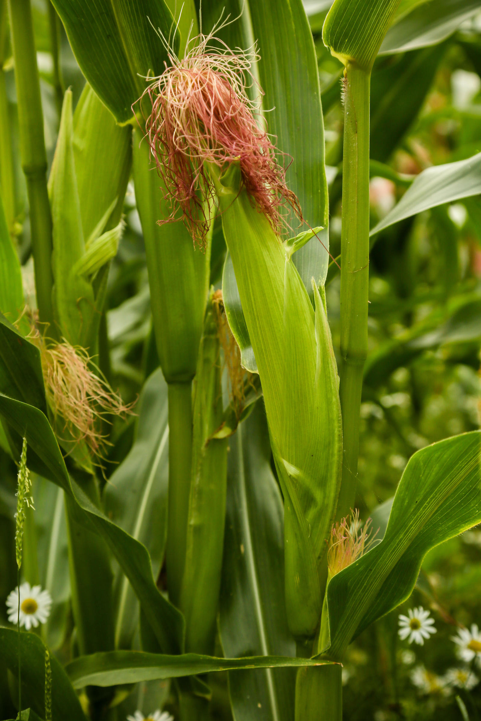 sweetcorn crop