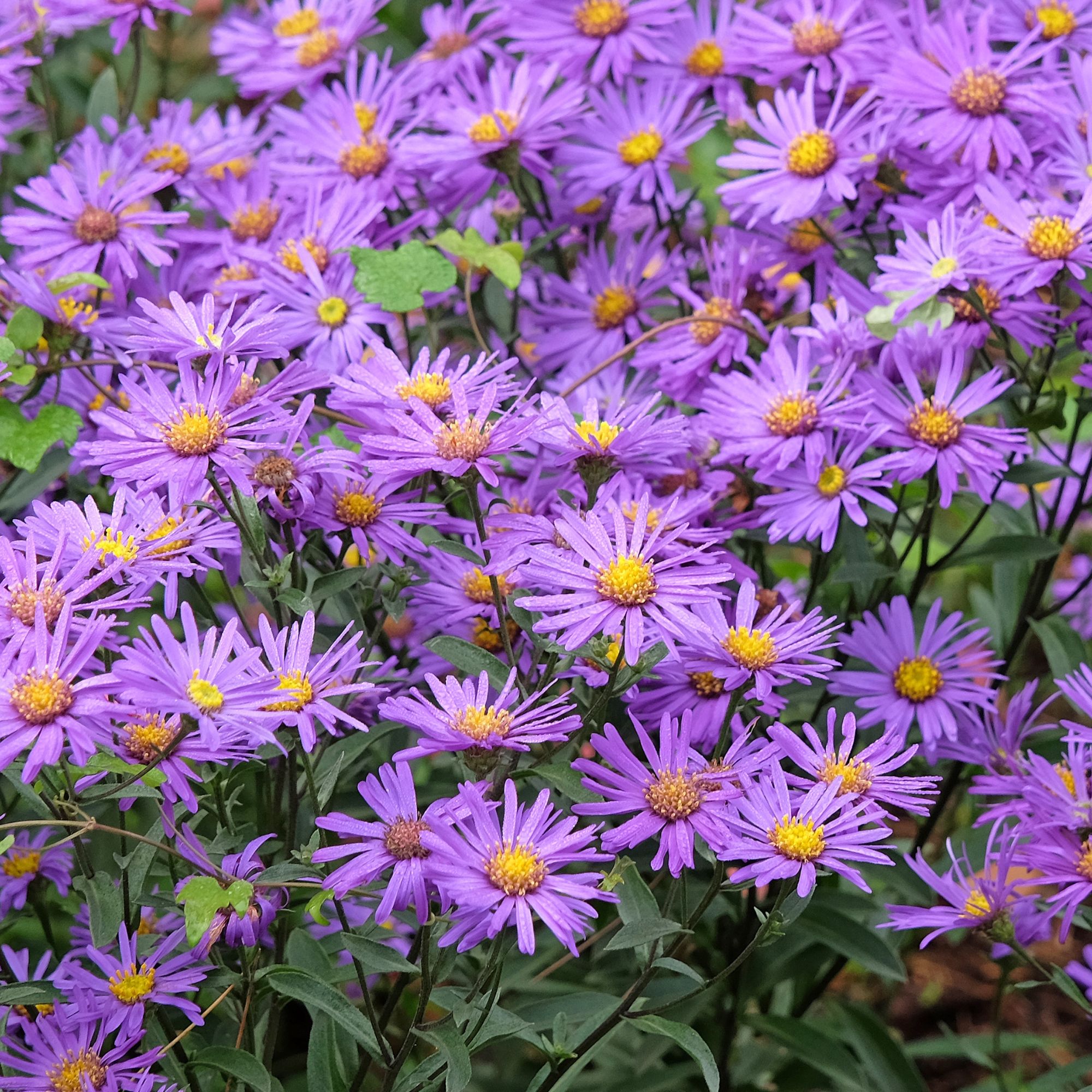 purple asters perennial plant