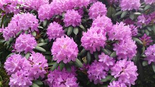 Rhododendrons