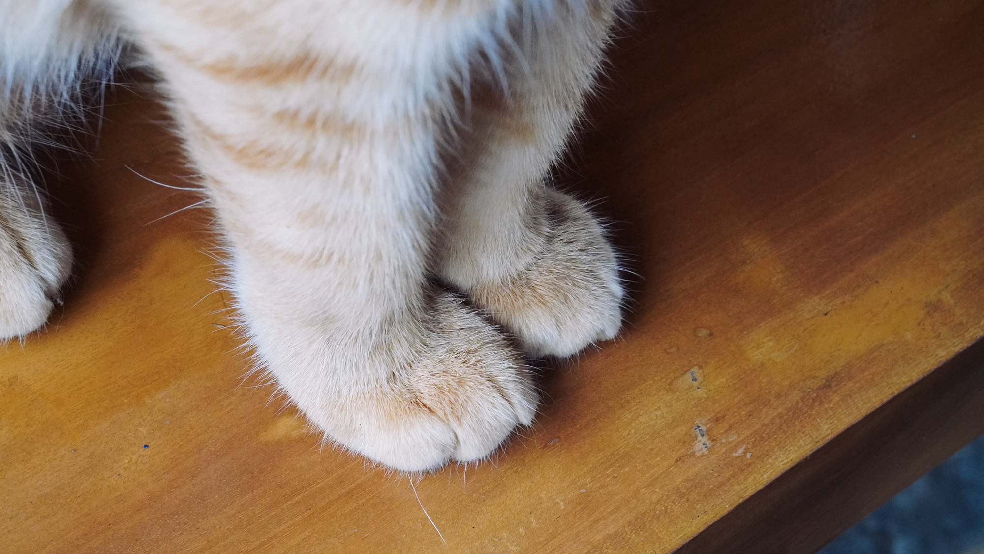 A close up of two orange cat legs