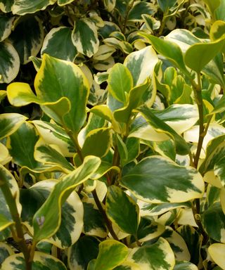 Griselinia littoralis is an attractive, fast-growing evergreen shrub