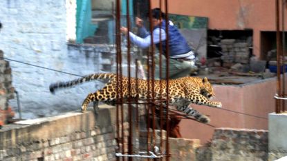 leopard-india.jpg