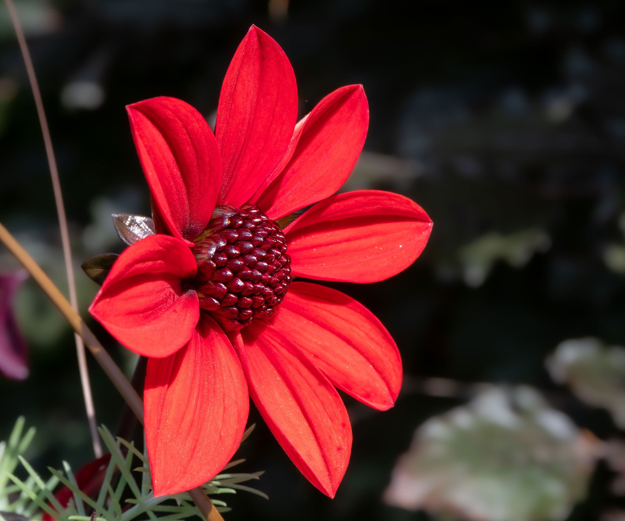 dahlia Scura with orange red flower