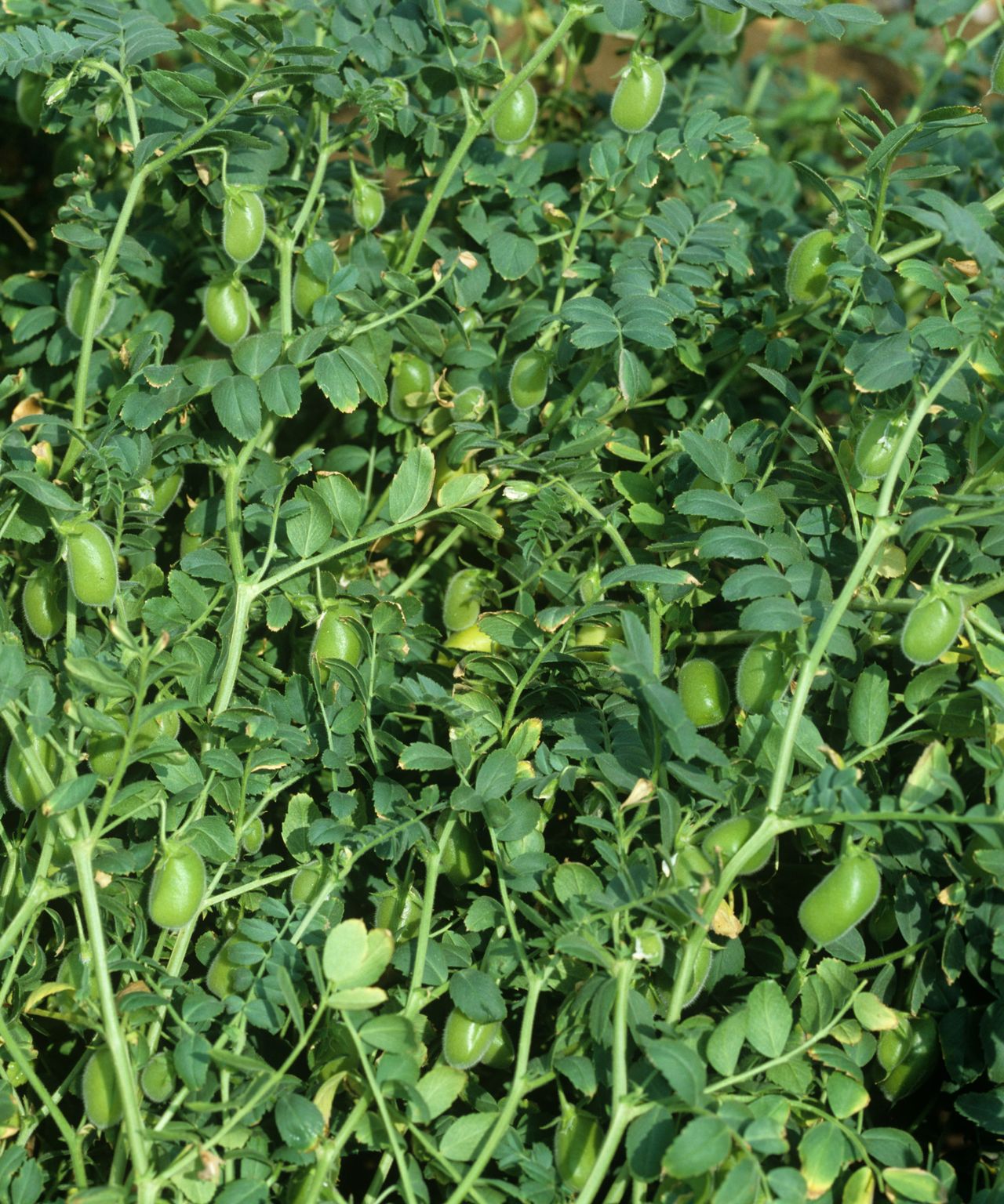 How to grow chickpeas expert tips to grow garbanzo beans Homes & Gardens