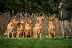 Jill Parsons and her Fox Red Labradors, Ed, Folly, Bizzy, Skip and Joe Photograph: Sarah Farnsworth/Country Life Picture Library