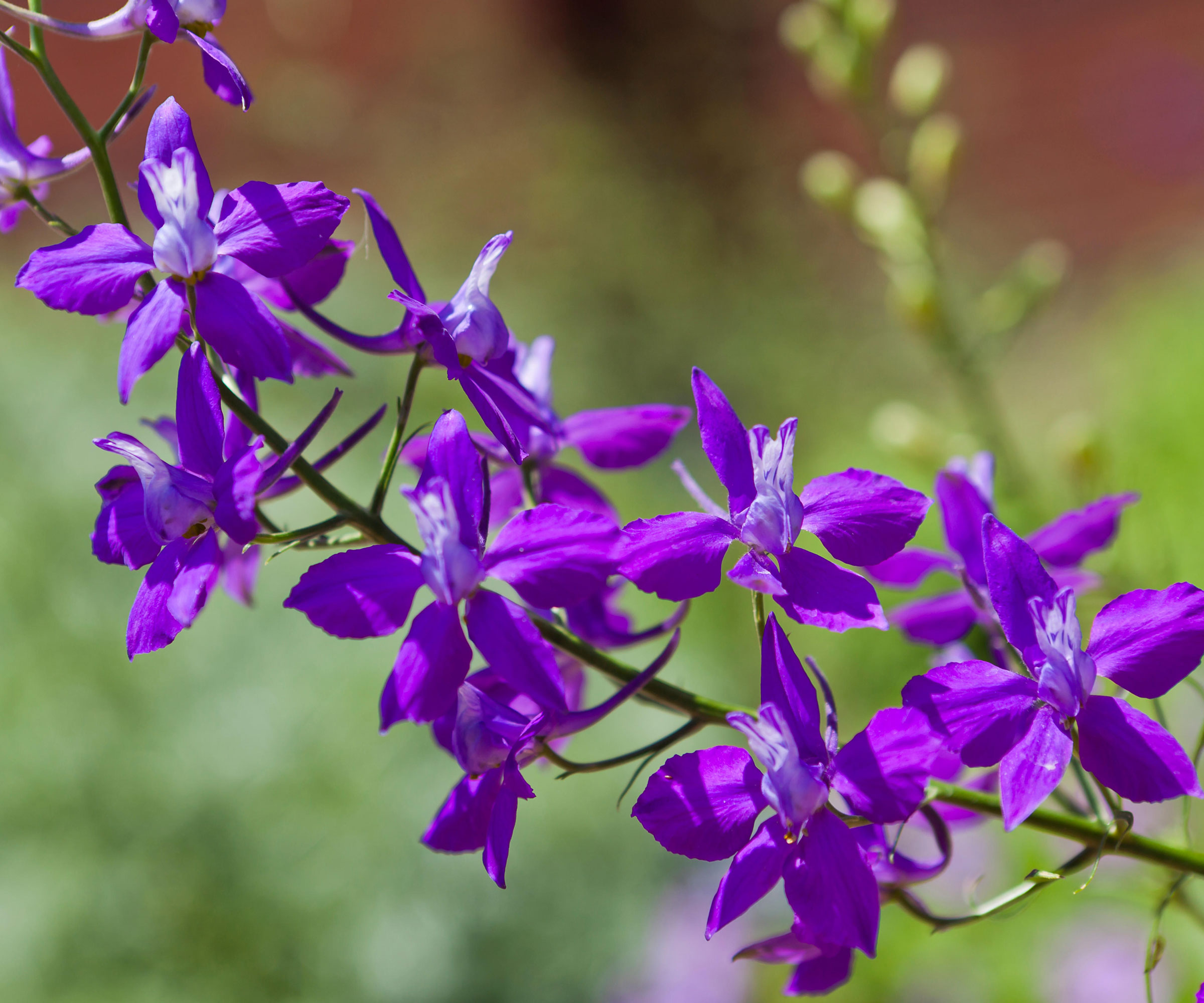 larkspur plant with deep purple flowers