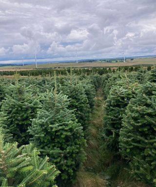 christmas trees in field