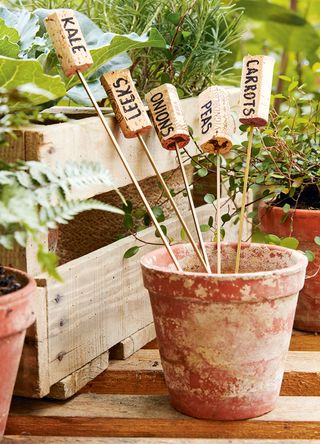 Terracotta plant pot with homemade wine cork plant labesl to show how to use wine corks in the garden