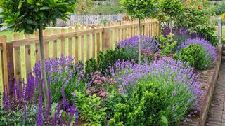 Purple-flowering lavender in full bloom planted in a large flowerbed alongside a wooden picket fence. Flowerbed also filled with purple salvias and other plants