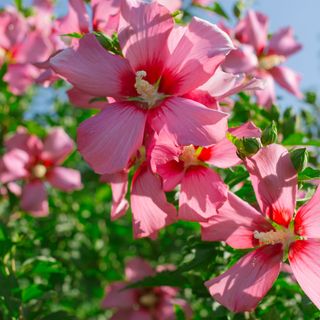 Hibiscus plant with pink flowers