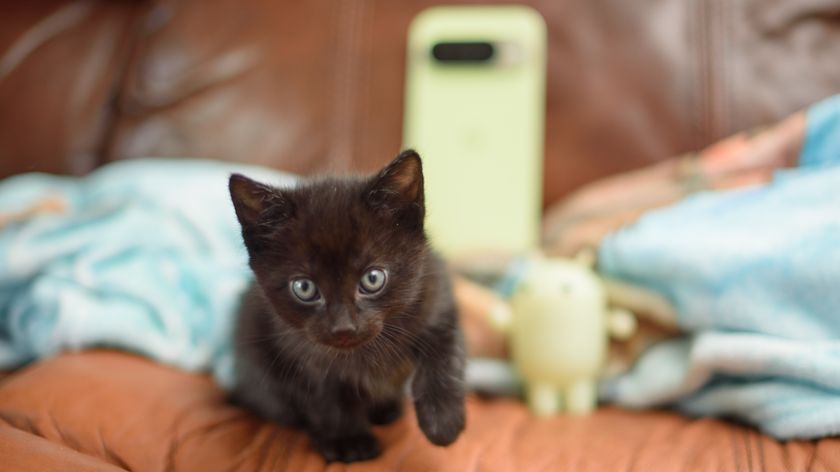 Two small 6 week old black kittens planning on and around a jade green Google Pixel 10 Pro phone, tapping the screen and clawing at the apps with their tiny murder claws