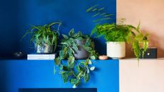 A potted spider plant, a pothos, and an asparagus fern on a blue and peach ledge