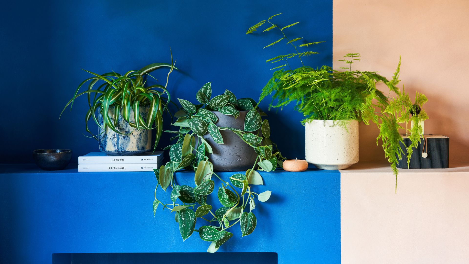 A potted spider plant, a pothos, and an asparagus fern on a blue and peach ledge