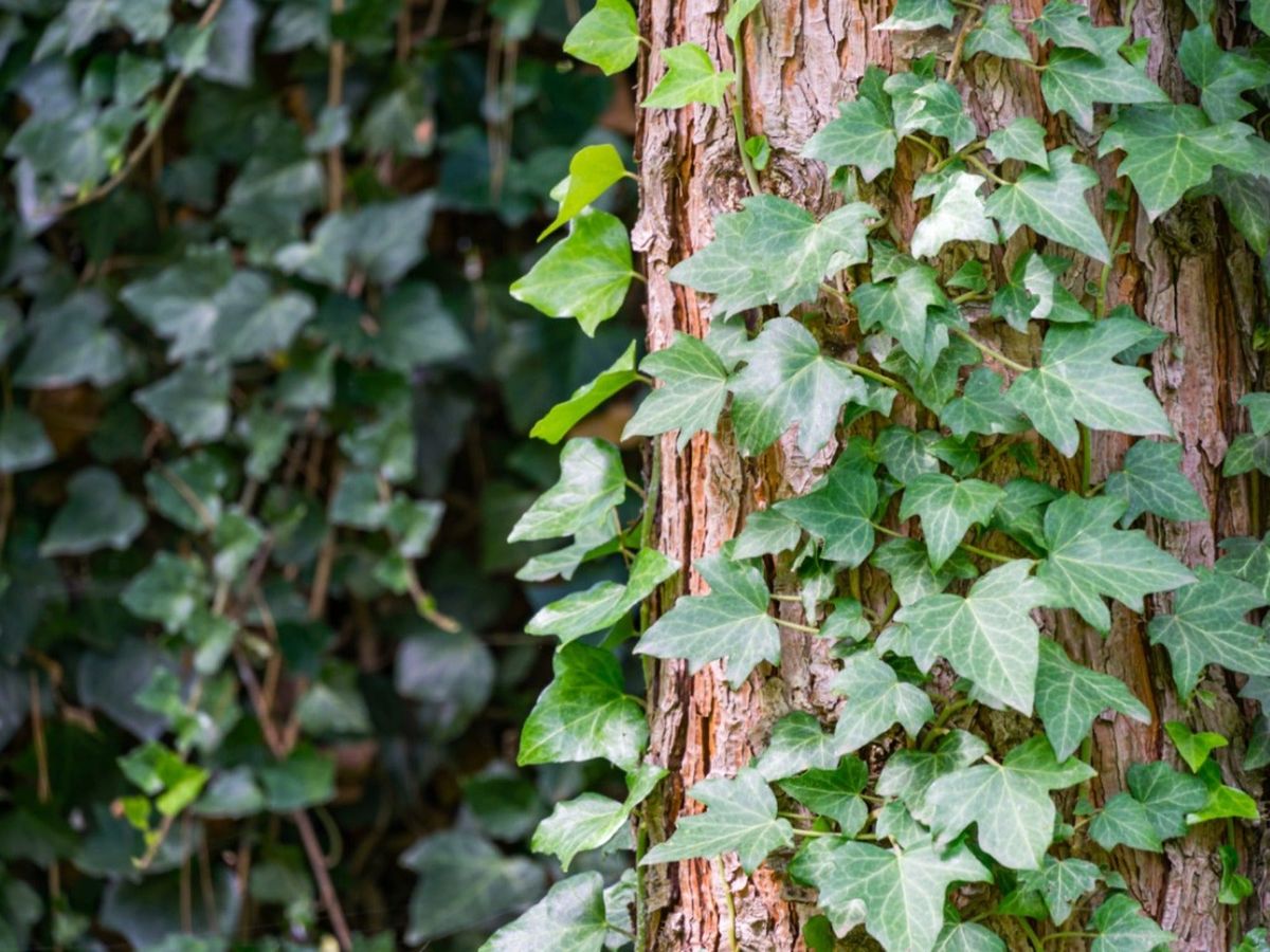7 Invasive Vine Species Common In Yards And Gardens | Gardening Know How