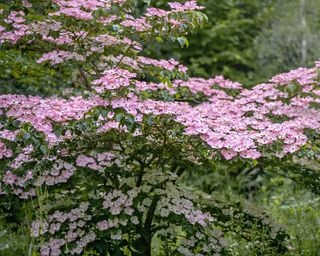 Pink summer flowers of Cornus kousa 'Miss Satomi' dogwood tree