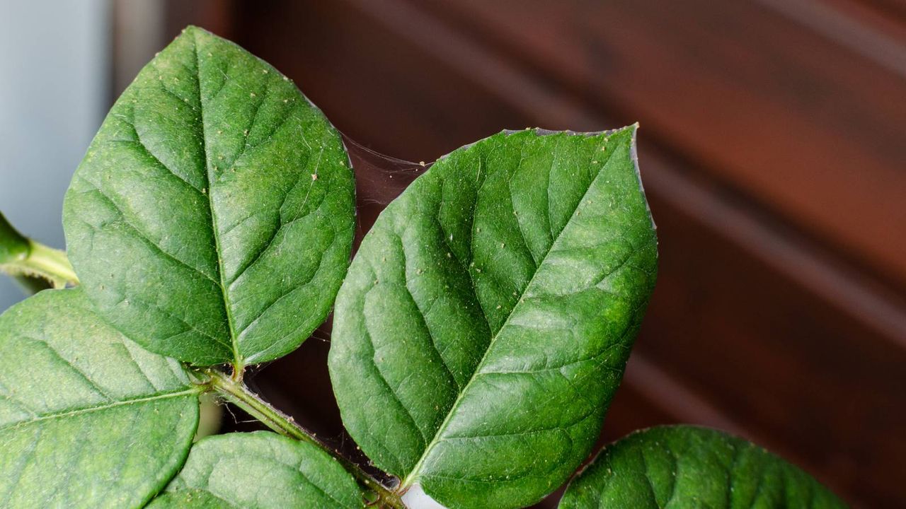 Small spider mites and fine webs on rose leaves