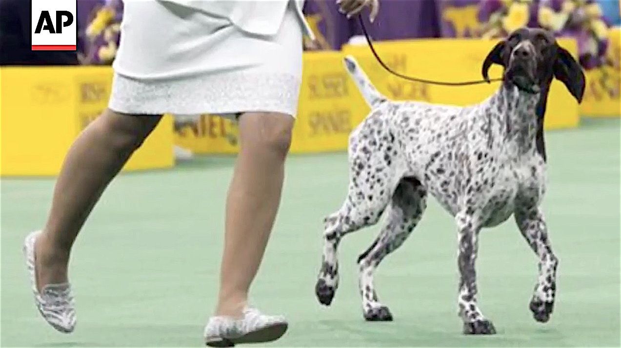 C.J. won best in show at the 140th Westminster dog show