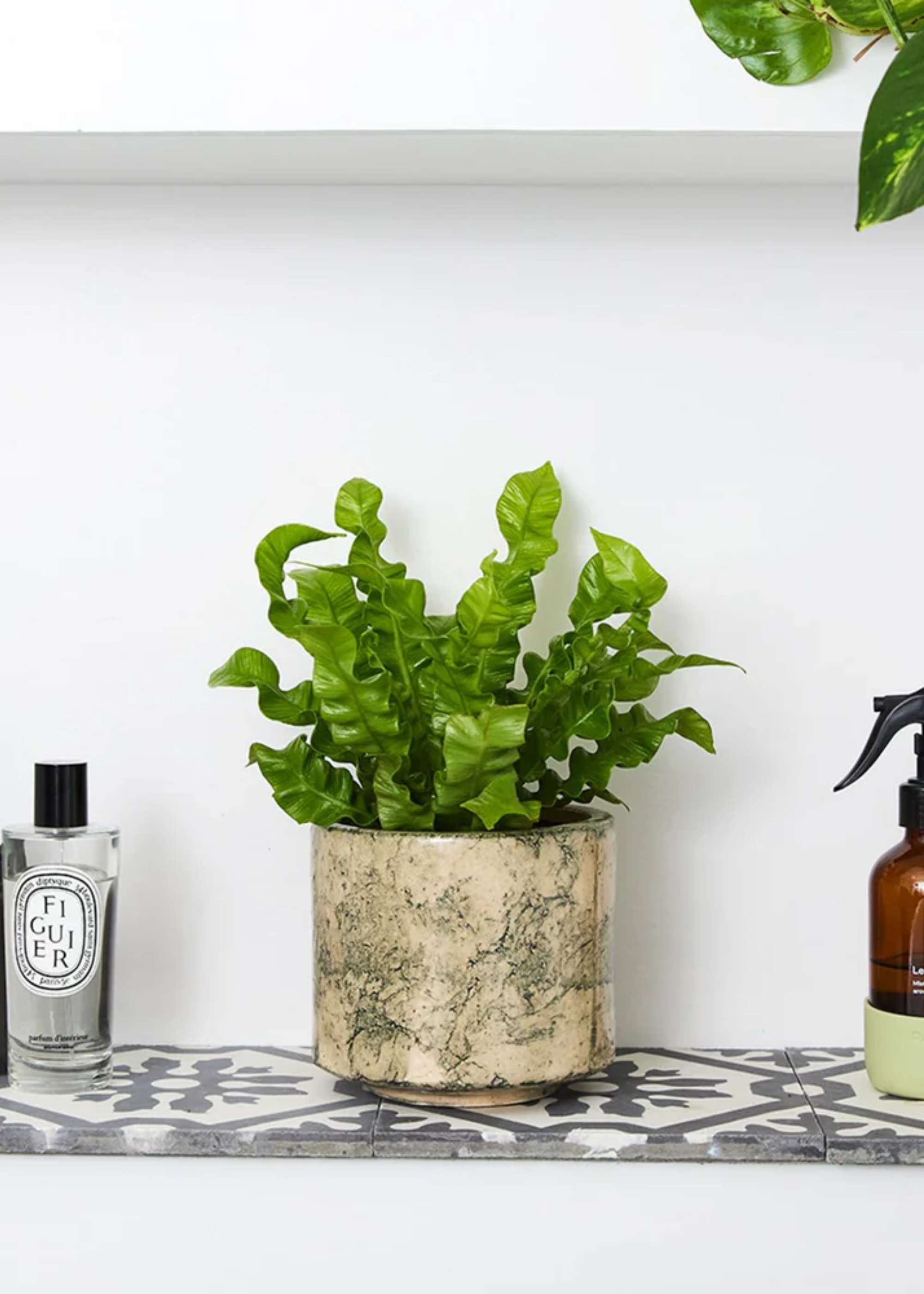 A bird&#039;s nest fern in a marbled planter on a tiled shelf