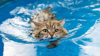 Siberian cat in swimming pool