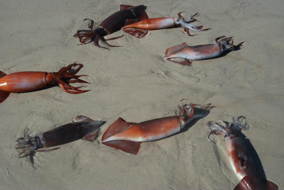 Squid Suicide Linked to Red Tides | Mass Stranding | Live Science